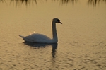 Mute Swan