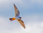 Red Footed Falcon.