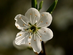 Spring Blossom