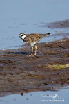 Little Ringed Plover 130713 34