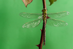 Teneral Male Emperor