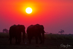 Chobe elephant sunset 2