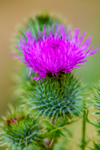 Thistle-5919