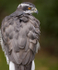 GOSHAWK