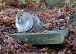 Squirrel in church yard no.1, DSC_9934