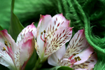 Flowers Set 04 - 10