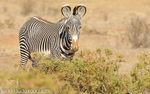 Grevy's zebra.