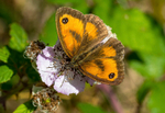 Gatekeeper