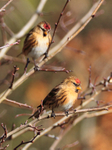 Redpolls near the Car Park Field feeders at Otmoor