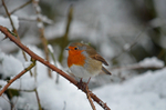 Robin