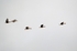 Greater (Greenland) White-fronted Geese