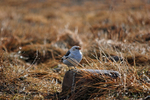 Snow Bunting