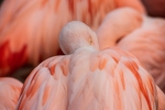 Chilean flamingo - RLP_2308-672