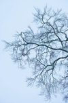19th February Beech Branches