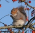 01 GREY SQUIRREL