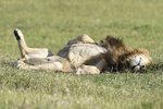 Male sleeping in the crater