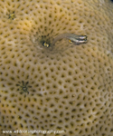 RS015: Goby on brain coral
