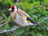 Goldfinch (adult male) perched on barbed wire near the first screen