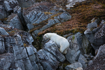 Polar bear  8051