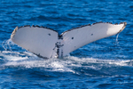 Beautiful Fluke 4. 0A3A8267 08-09-25