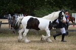 WJ6_8342