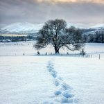 Footprints In The Snow