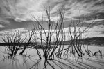 Dead Trees
