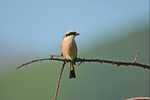 Red-backed Shrike