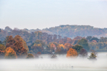 Autumn Trees in the Mist