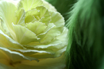 Flowers Set 2 - 06