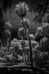 Twisted Palms