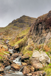 White Pike