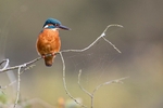 Kingfisher Alcedo Atthis030
