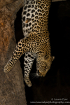 Descending tree