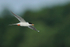 Forster's Tern (adult) in flight, Minnesota