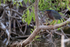 Green Heron open bill, Venice Rookery, Florida