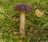 Brown Birch Bolete