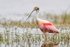 Roseate Spoonbill at Harns Marsh, Florida