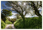 Cornish Lane in Spring