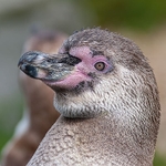 Magellanic Penguin C