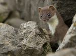 Stoat Kit. Conwy, ref st 9