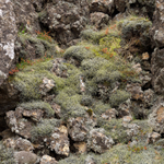 Thingvellir_0183_12
