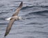 Shy Albatross (immature) flying, at sea, South Africa