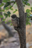 Brown Fish-Owl, Bandhavgarh National Park, Madhya Pradesh, India