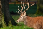 Red Deer