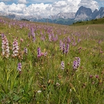 Fragrant orchids (Gymnadenia conopsea) growing in thousands on the Alpi di Suisi, July 2019