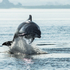 Bottlenose Dolphin