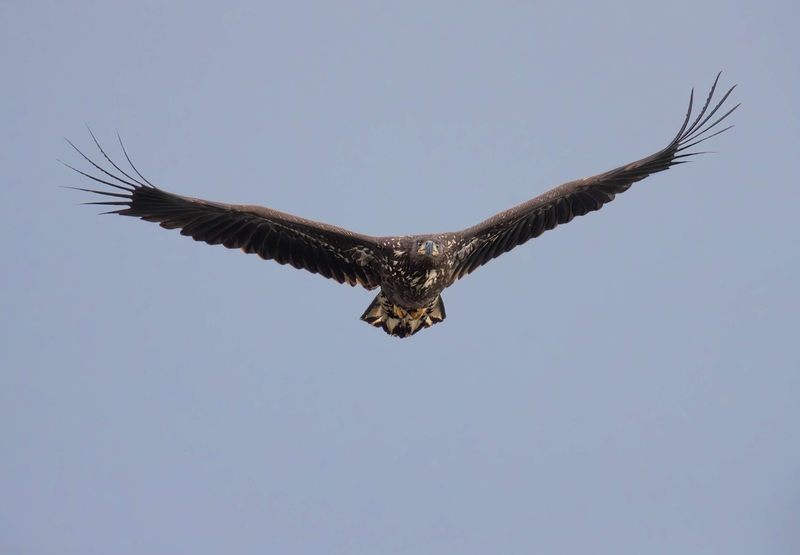 White Tailed Eagle - Isle of Mull - Scotland