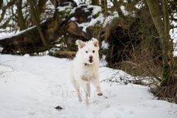 Kasper's Walkies! portfolio