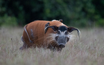 Red river hog